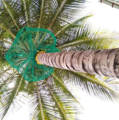 Coconut Tree Safety Nets in Hyderabad | Call 9440088157