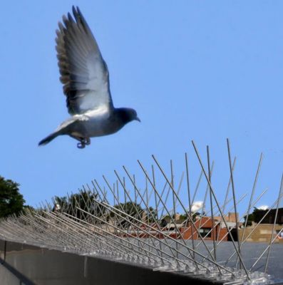 Bird and Pigeon Control Spikes in Hyderabad | Call 9440088157