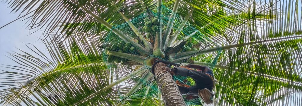 Coconut Tree Safety Nets in Hyderabad | Call 9440088157